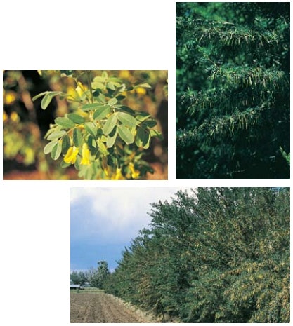 The image shows three types of trees or foliage, featuring green leaves and yellow flowers in one, with dense green foliage in others.