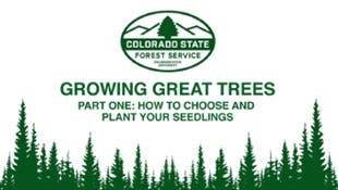 Colorado State Forest Service Guide for Growing Trees Part One How to plant your seedling