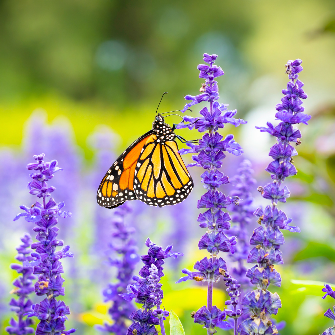 A butterfly with orange and black wings is perched on purple flowers in a garden.