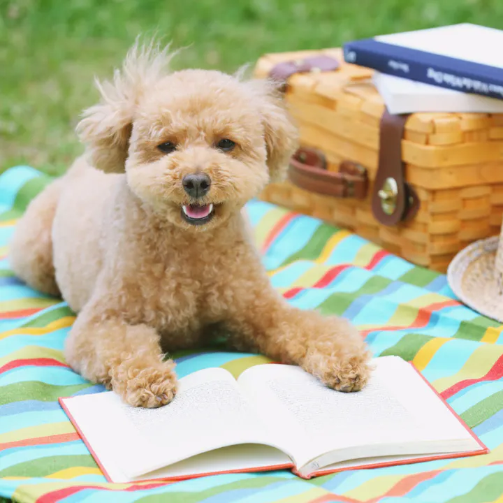 A fluffy dog lies on a colorful blanket next to an open book and a picnic basket in a sunny outdoor setting.