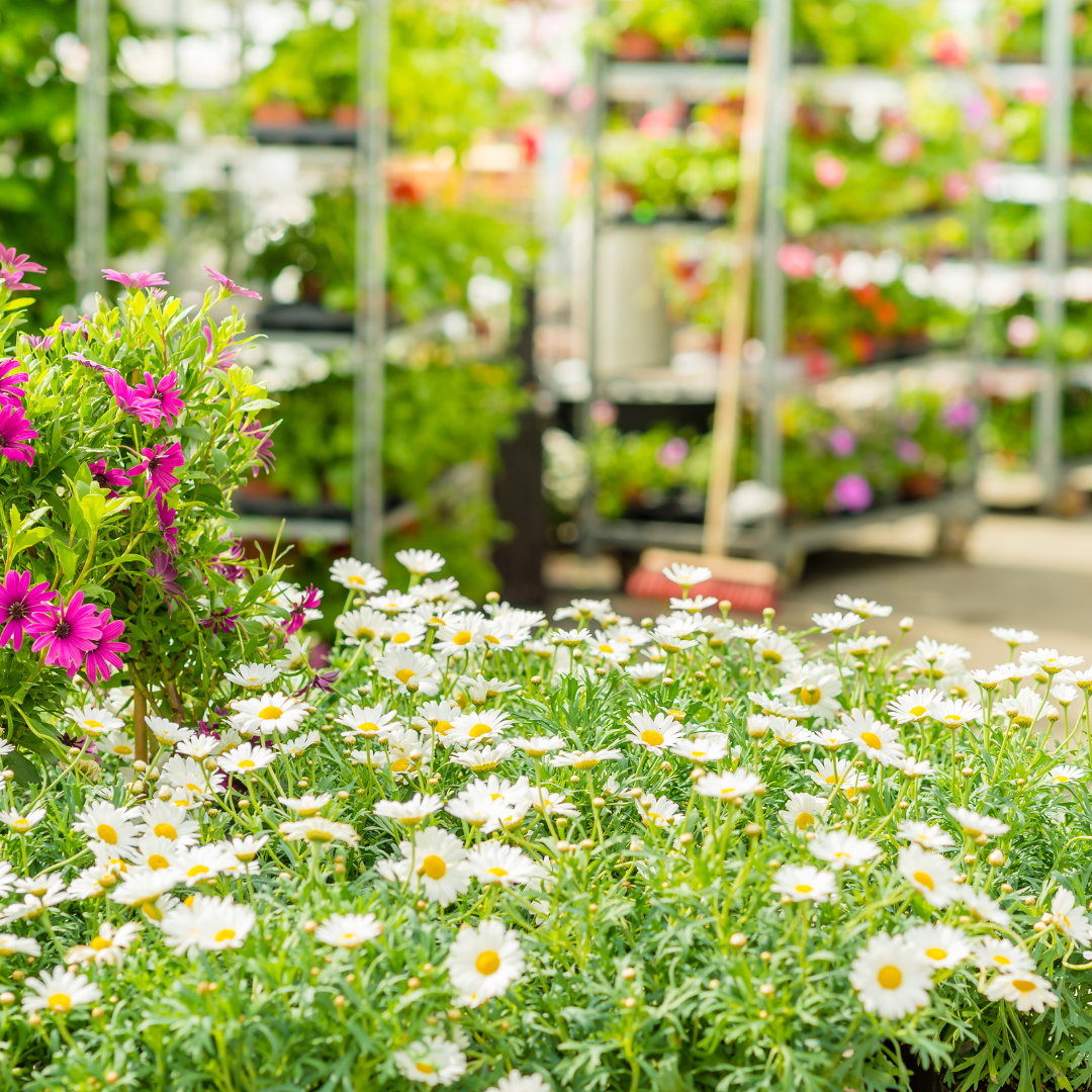 White and pink flowers in a bright, garden center setting with various plants in the background.