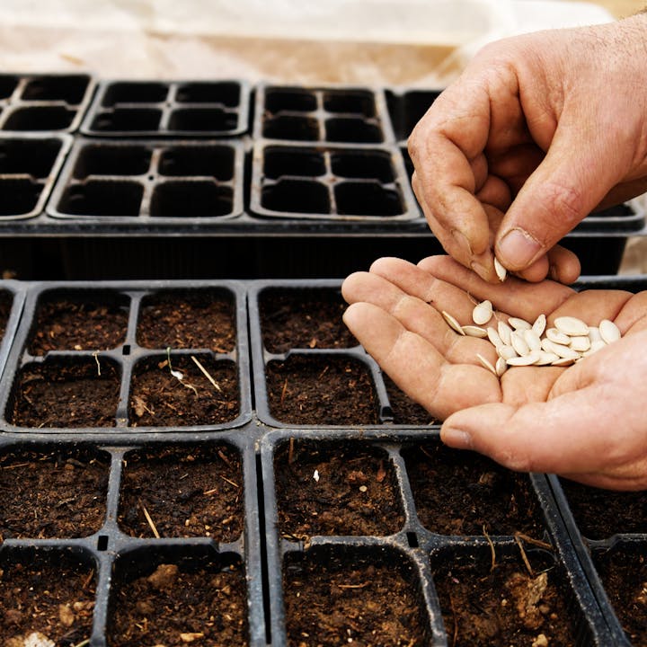 A person’s hand is holding seeds above seedling trays filled with soil, preparing to plant them.