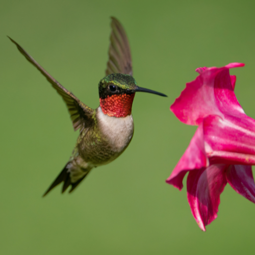 A colorful hummingbird hovering near a vibrant pink flower, set against a soft green background.