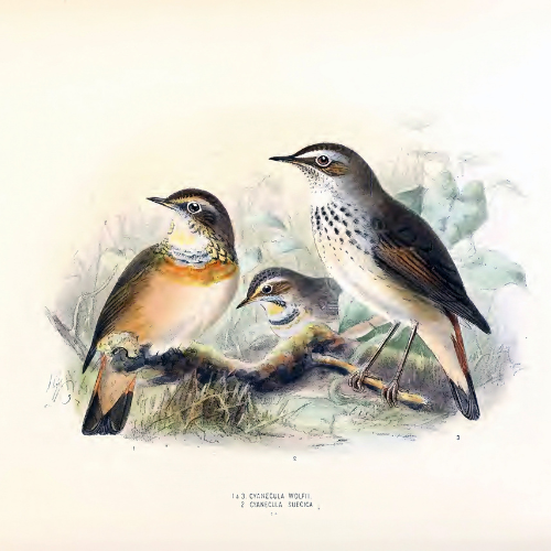 The image features three colorful birds perched on a branch, showcasing their distinct plumage and detailed illustrations.
