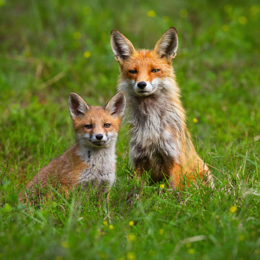 Two foxes, an adult and a cub, sitting in a grassy field.