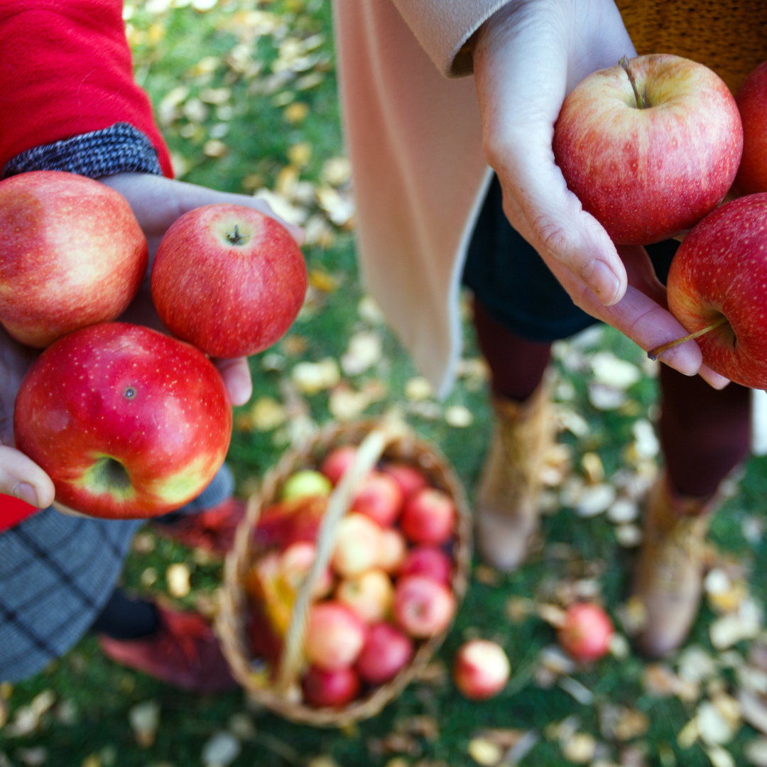 People holding apples with a basket full nearby, suggestive of apple picking.
