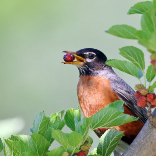 A bird with a brown and gray body is perched on green leaves, holding a berry in its beak.