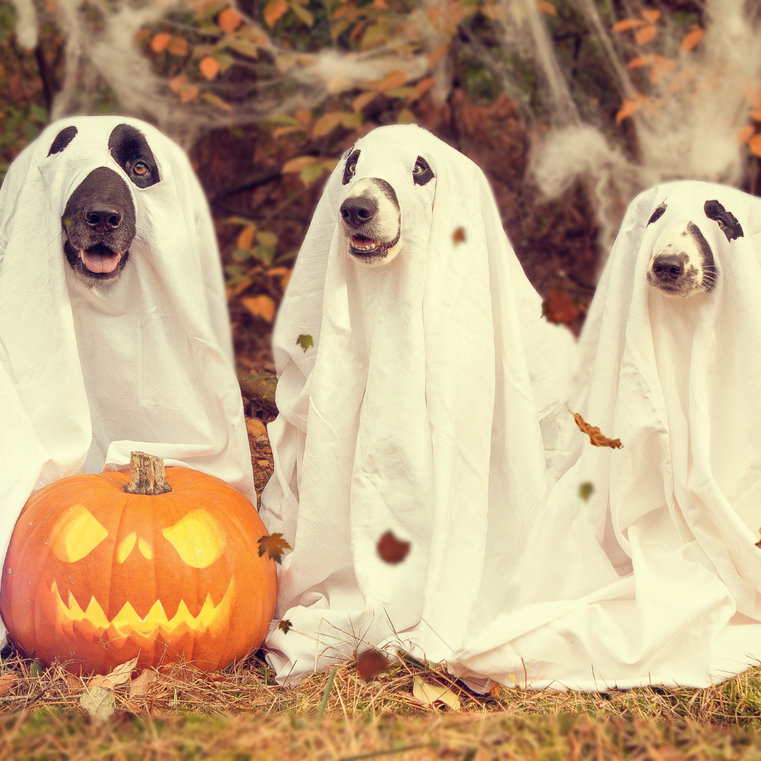 Three dogs dressed as ghosts with a carved pumpkin. Halloween vibes!