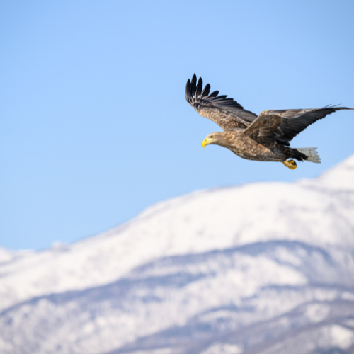 A majestic eagle soaring over snowy mountains under a clear blue sky.