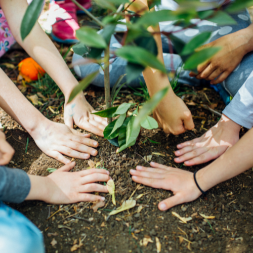 A group of children are planting a small tree, placing their hands in the soil around it, showing teamwork and care for nature.