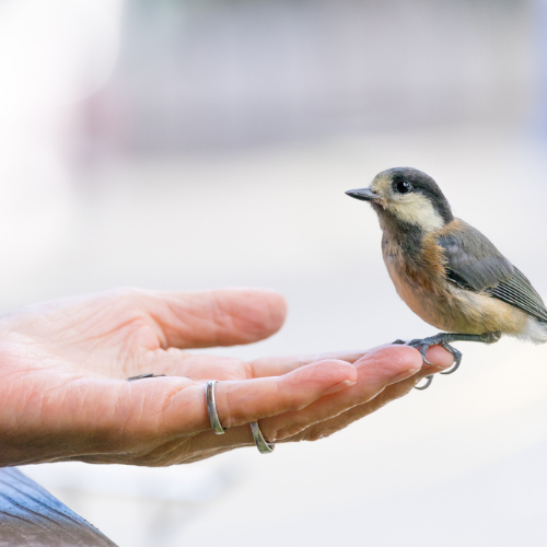 A small bird perched gently on a person's hand, showcasing a moment of connection between nature and humanity.