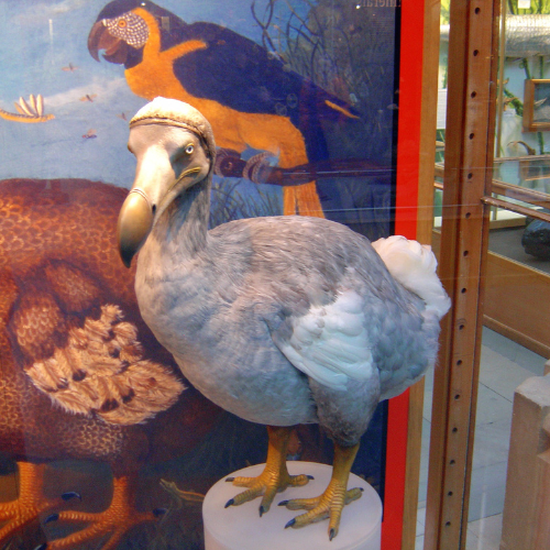 The image features a model of a dodo bird on display, behind it is a vibrant illustration of various birds.