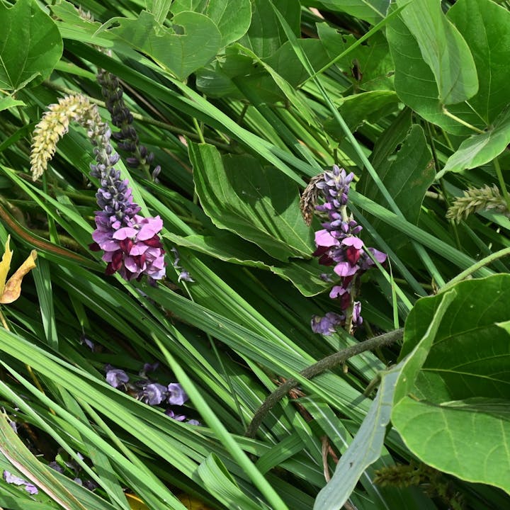The image features lush green grass with clusters of purple and pink flowers interspersed among the foliage.