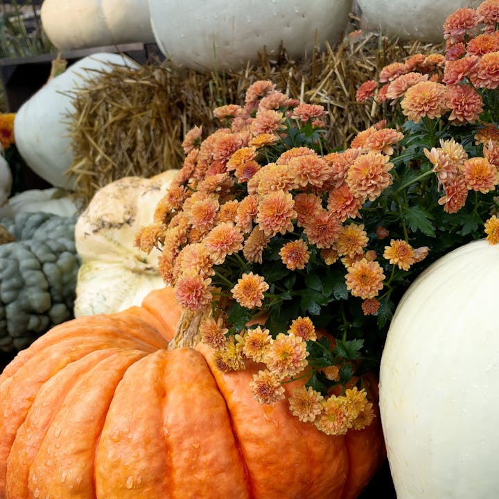 Pumpkins, gourds, hay, and orange flowers displaying an autumnal theme.