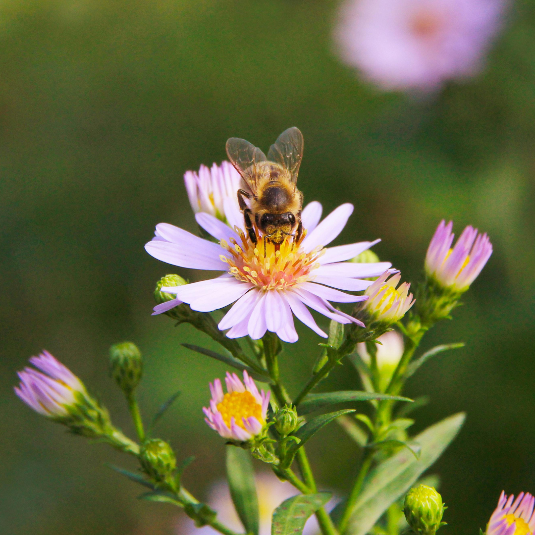 A bee on a purple daisy flower, surrounded by buds, against a blurred green background.