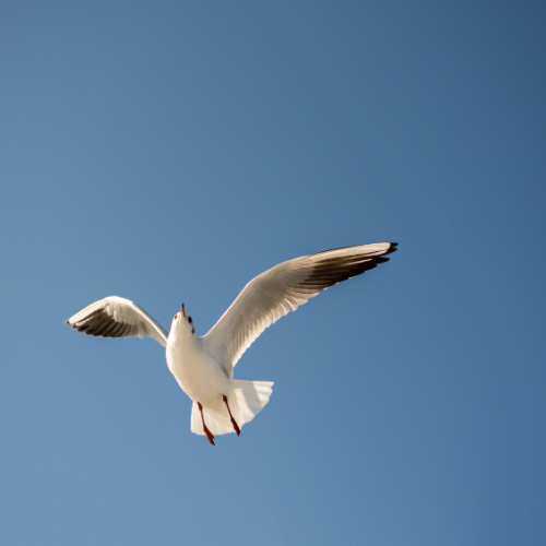 A seagull soaring gracefully against a clear blue sky.