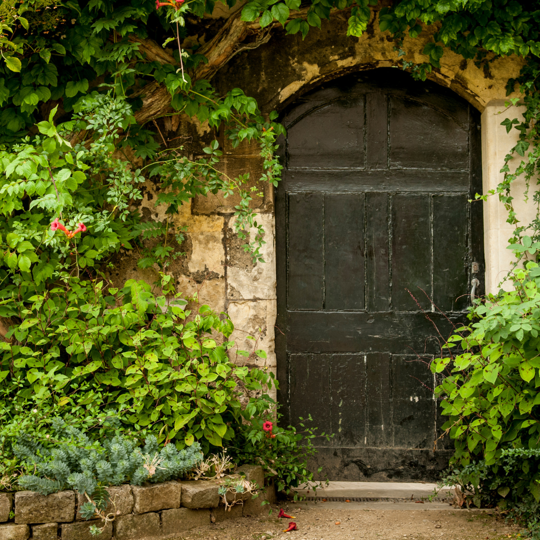 An old black wooden door surrounded by lush green vines and foliage against a stone wall.