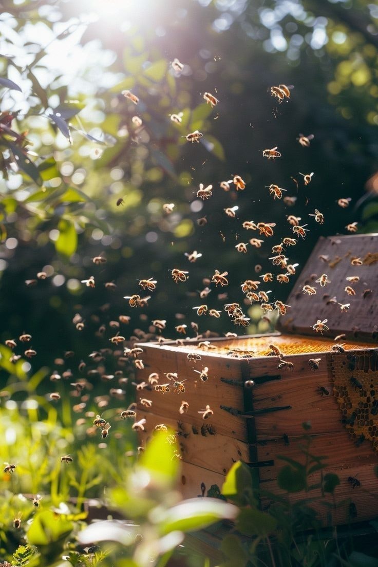 Honeybees swarming around an open beehive in a sunlit garden setting.