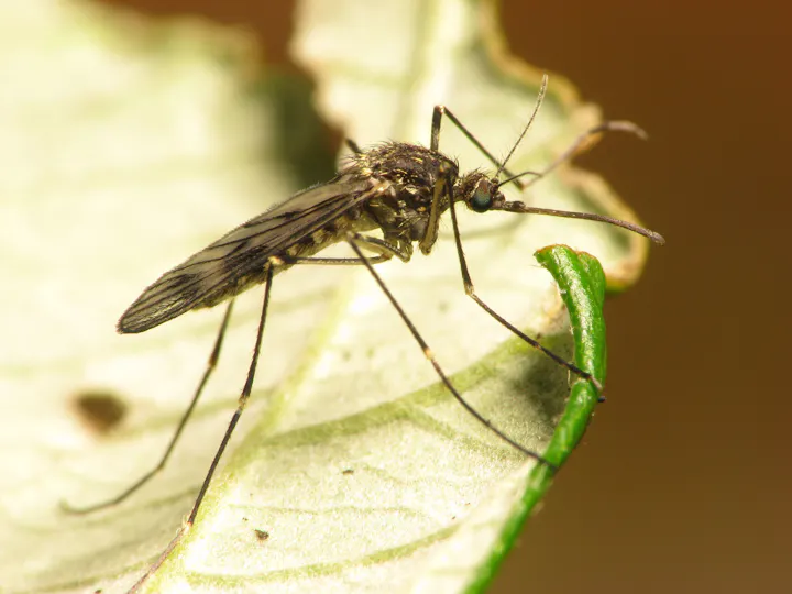 A close-up image of a mosquito perched on a green leaf, showcasing its fine details and delicate features.
