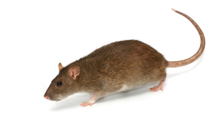 May contain: animal, rat, mammal, and rodent