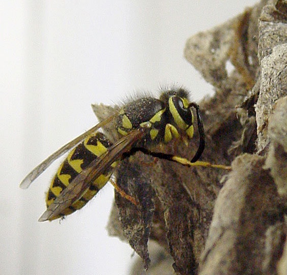 May contain: hornet, insect, bee, wasp, andrena, invertebrate, and animal