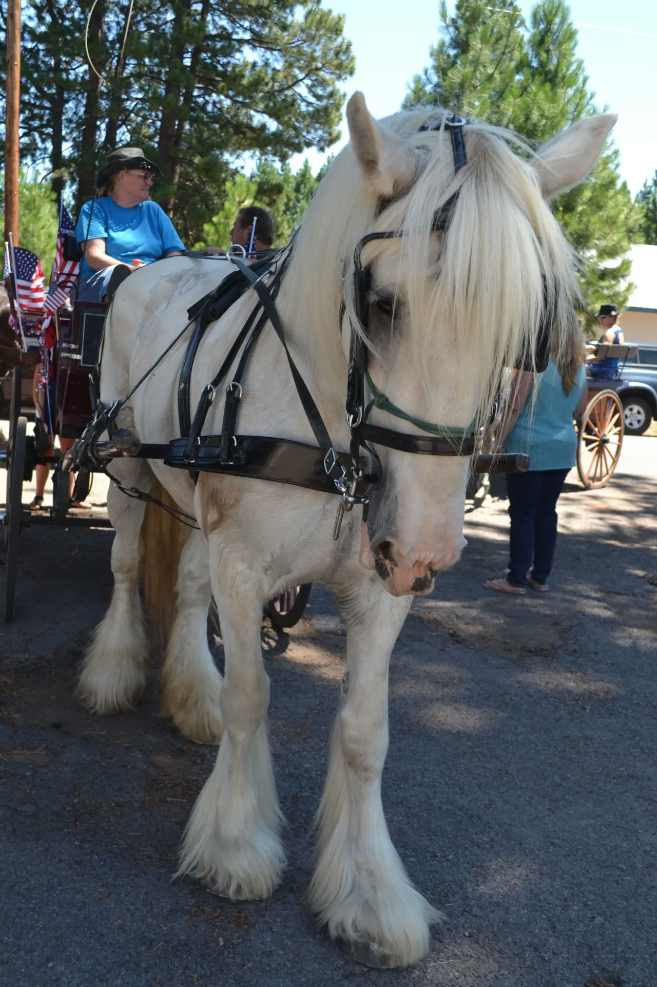 A white horse with a long mane, wearing a harness and attached to a carriage. There are people and trees in the background.