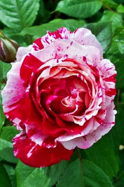 May contain: rose, flower, plant, and petal