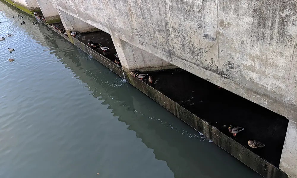 The image shows ducks resting near a concrete structure above a body of water, with some ducks swimming nearby.