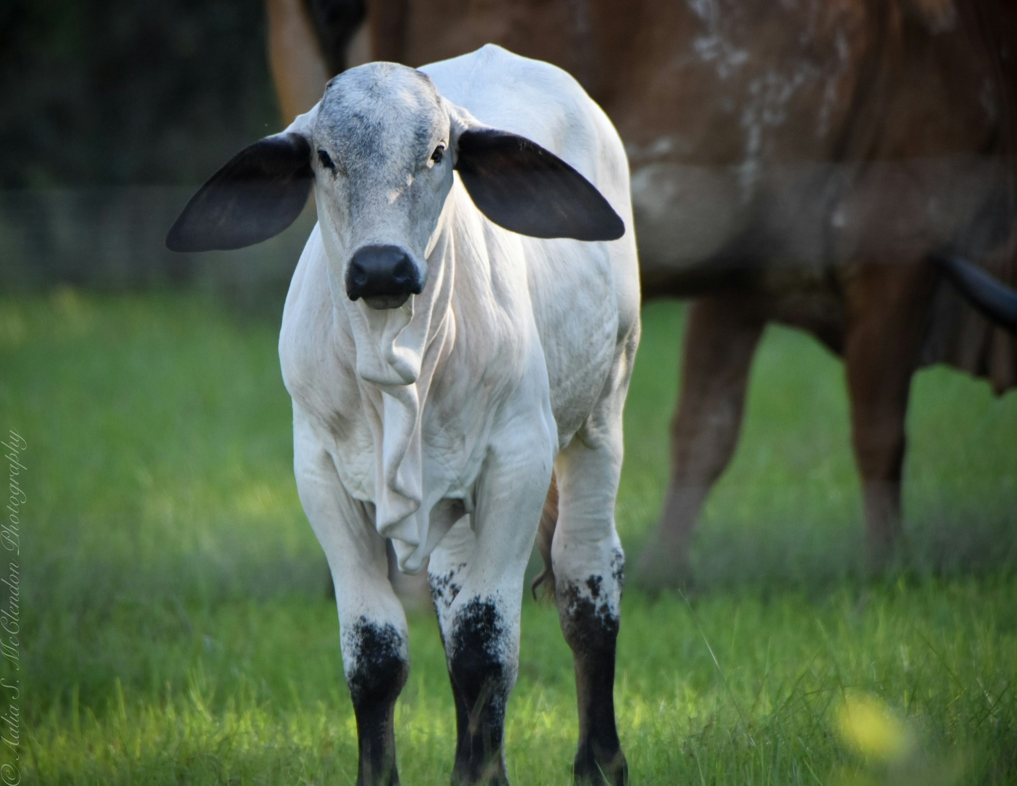 A white cow with dark spots stands on grass, facing forward, with large ears and a relaxed posture.