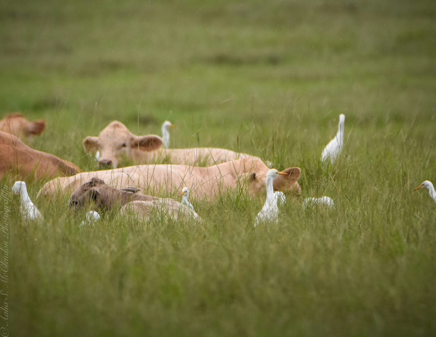 Cows resting in a grassy field surrounded by white birds.