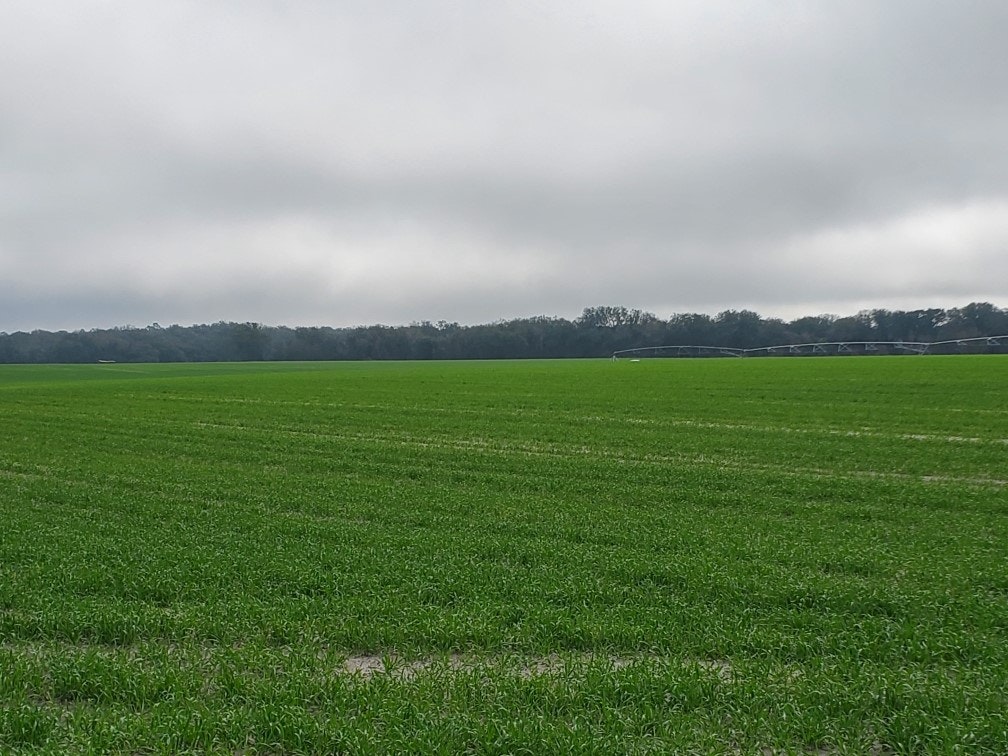 A wide open green field with a cloudy sky and trees in the background.