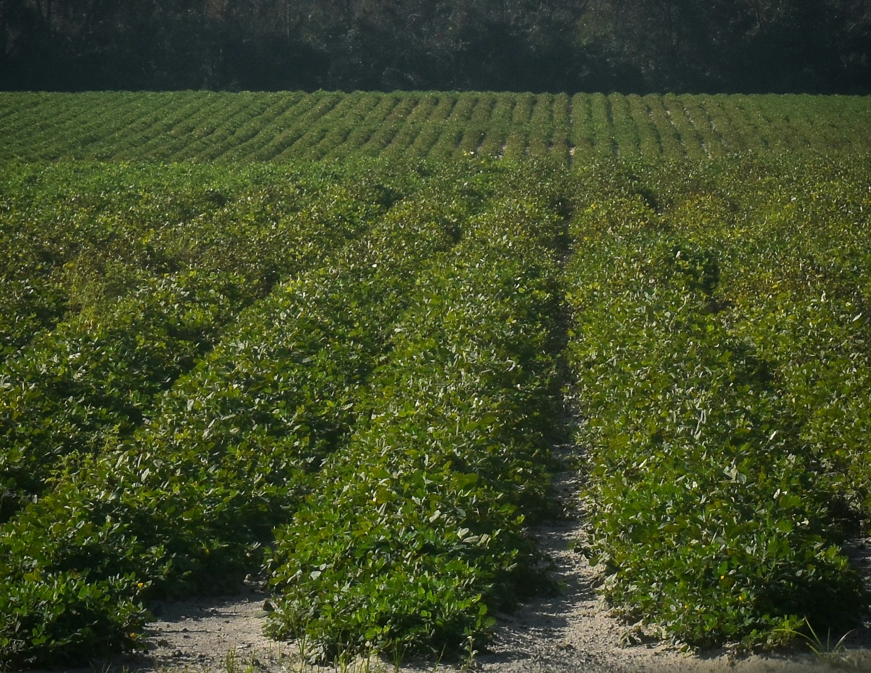 A lush green field with rows of crops growing in neat lines under natural light.