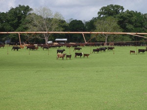 May contain: countryside, farm, field, nature, outdoors, pasture, rural, grassland, ranch, animal, cattle, cow, livestock, mammal, grazing, grass, and plant