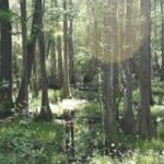 May contain: land, nature, outdoors, swamp, and water