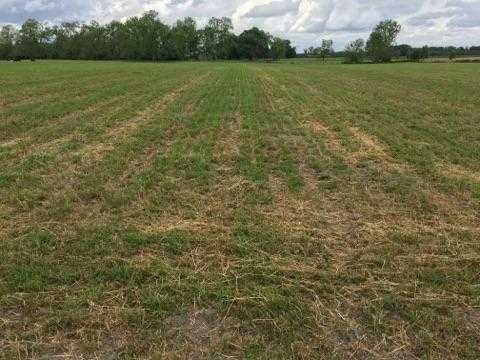 May contain: countryside, farm, field, nature, outdoors, pasture, rural, slope, grassland, and land