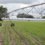 May contain: field, agriculture, countryside, nature, outdoors, grass, and plant