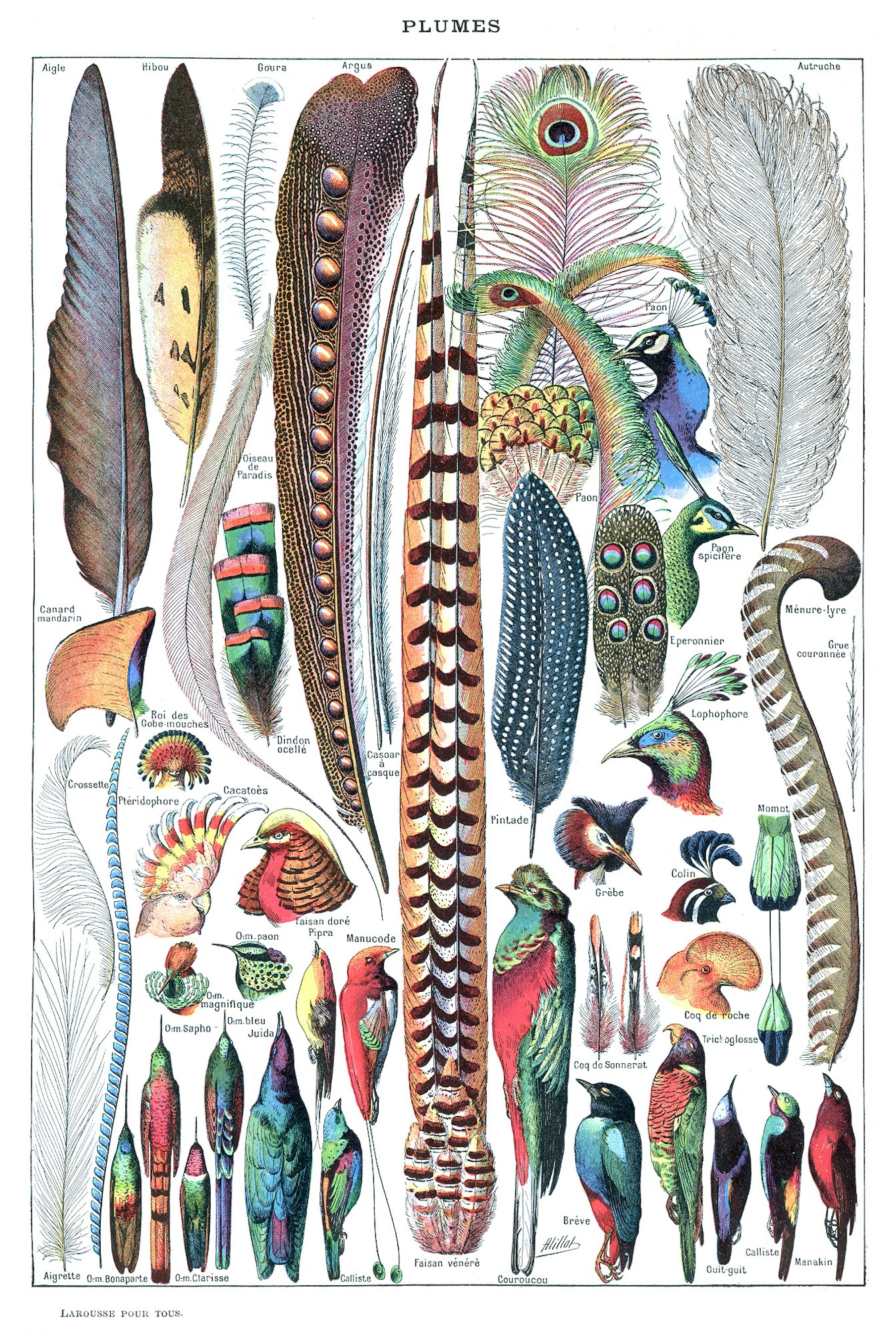 Illustration of diverse bird feathers and related birds, labeled with names.