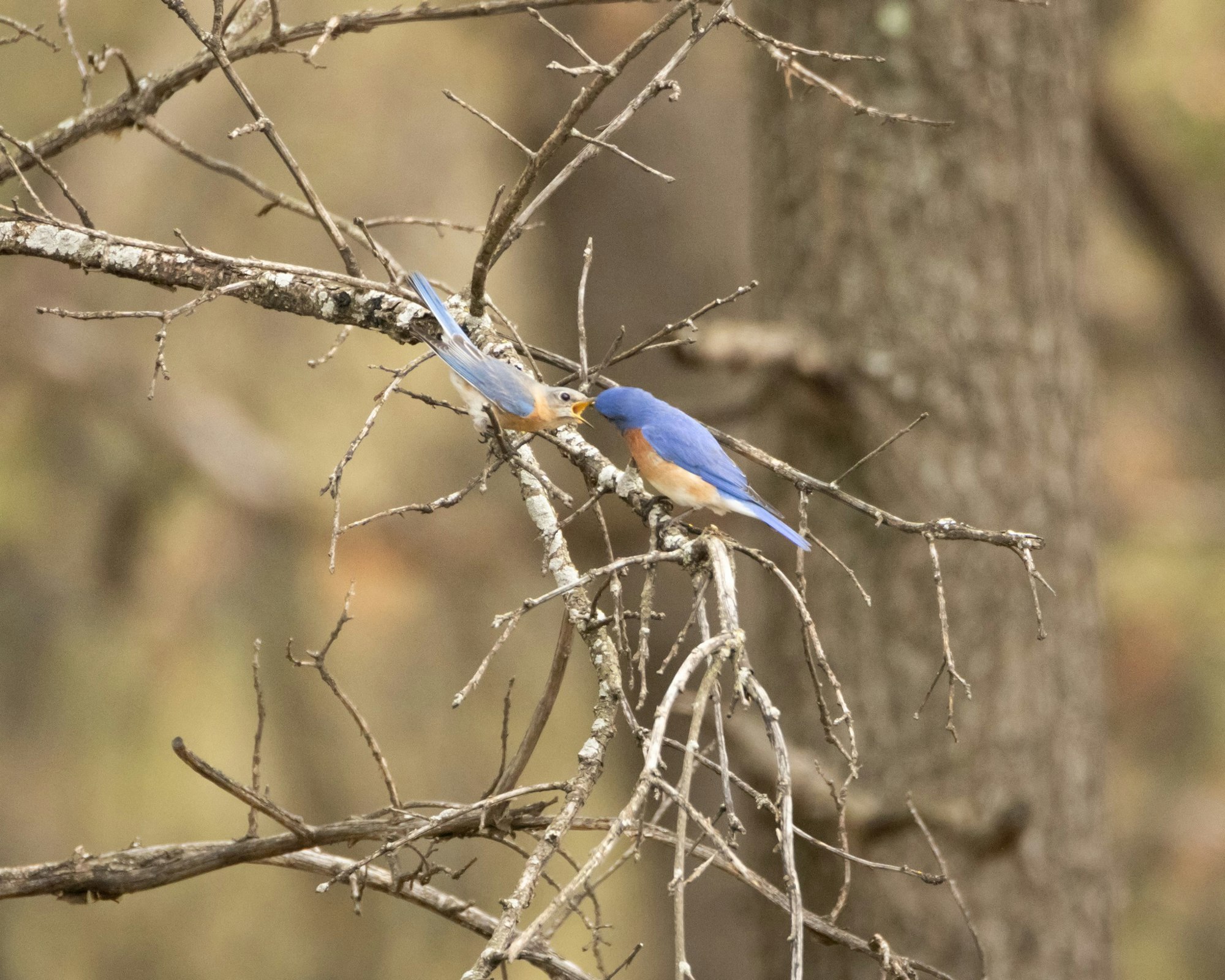 Two bluebirds perched on branches, appearing to interact or feed each other.