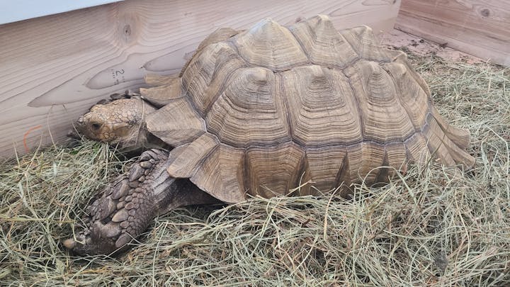 A large tortoise on hay inside a wooden enclosure.