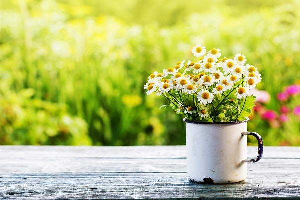 A bunch of flowers in a coffee mug