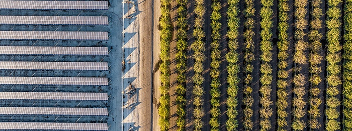 Aerial view of solar panels next to a tree plantation.