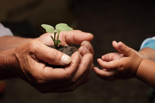 Adult hands holding a small plant with baby's hands reaching out.