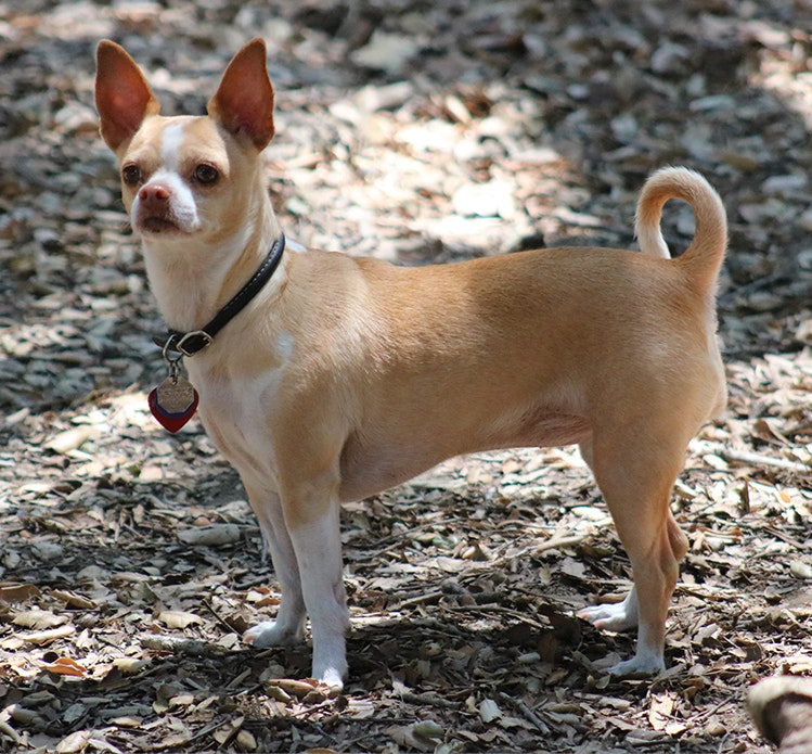 Dog at Camarillo Grove Dog Park
