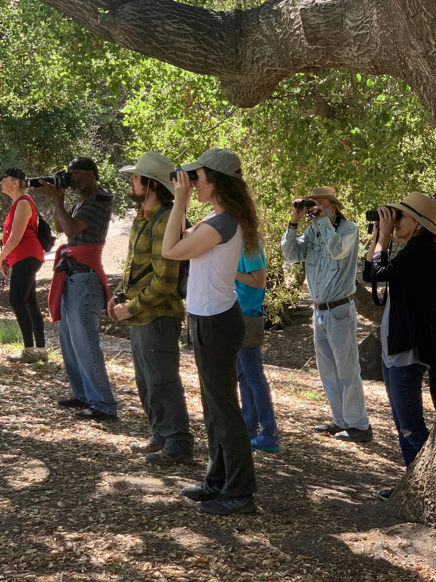 Group of people outdoors looking through binoculars under a tree.