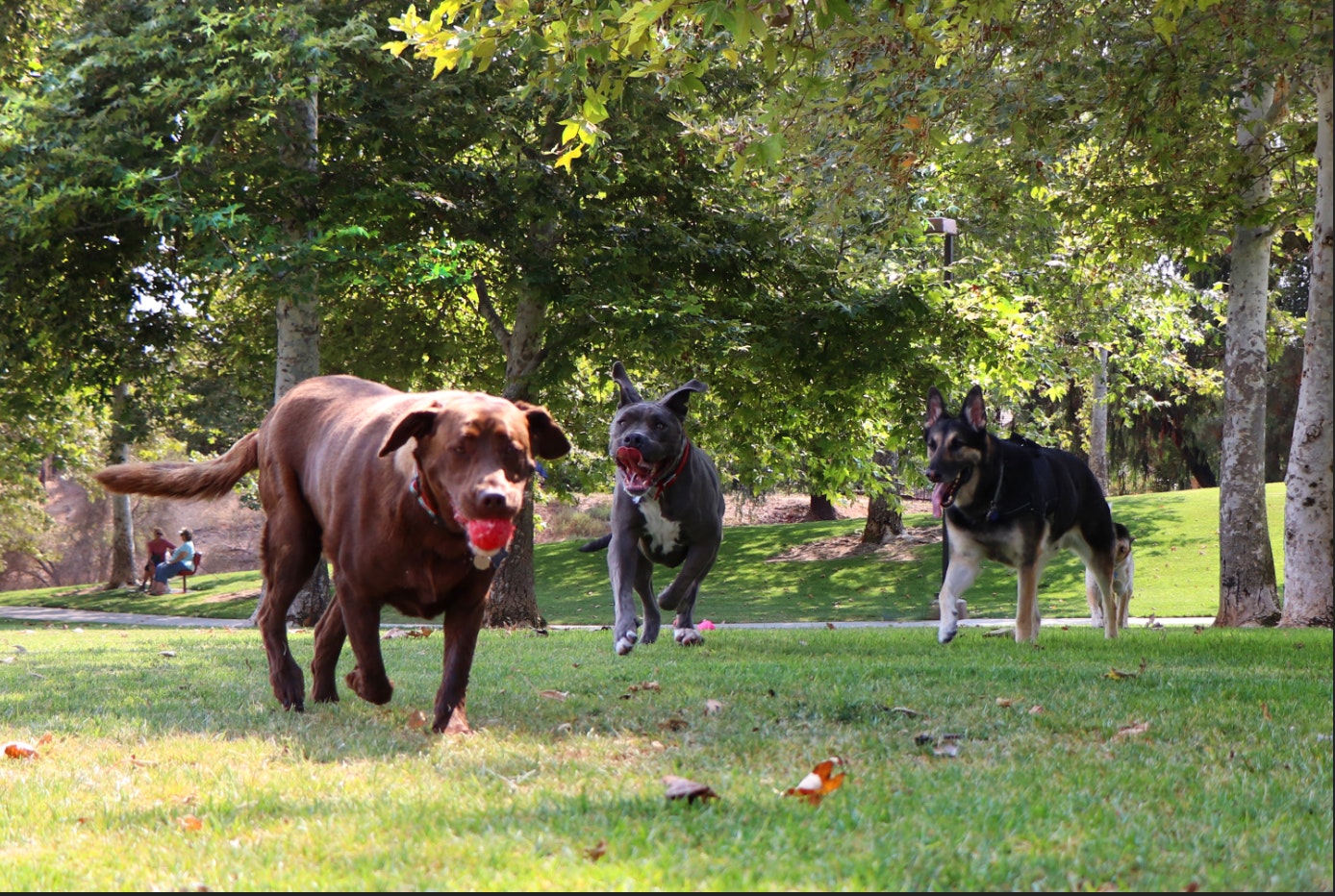 Mission Oaks Dog Park