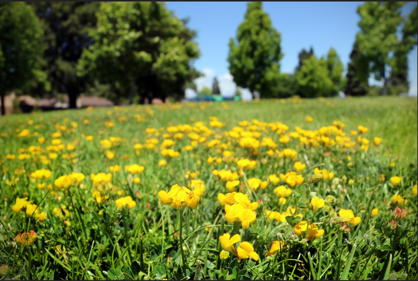 Adolfo Park