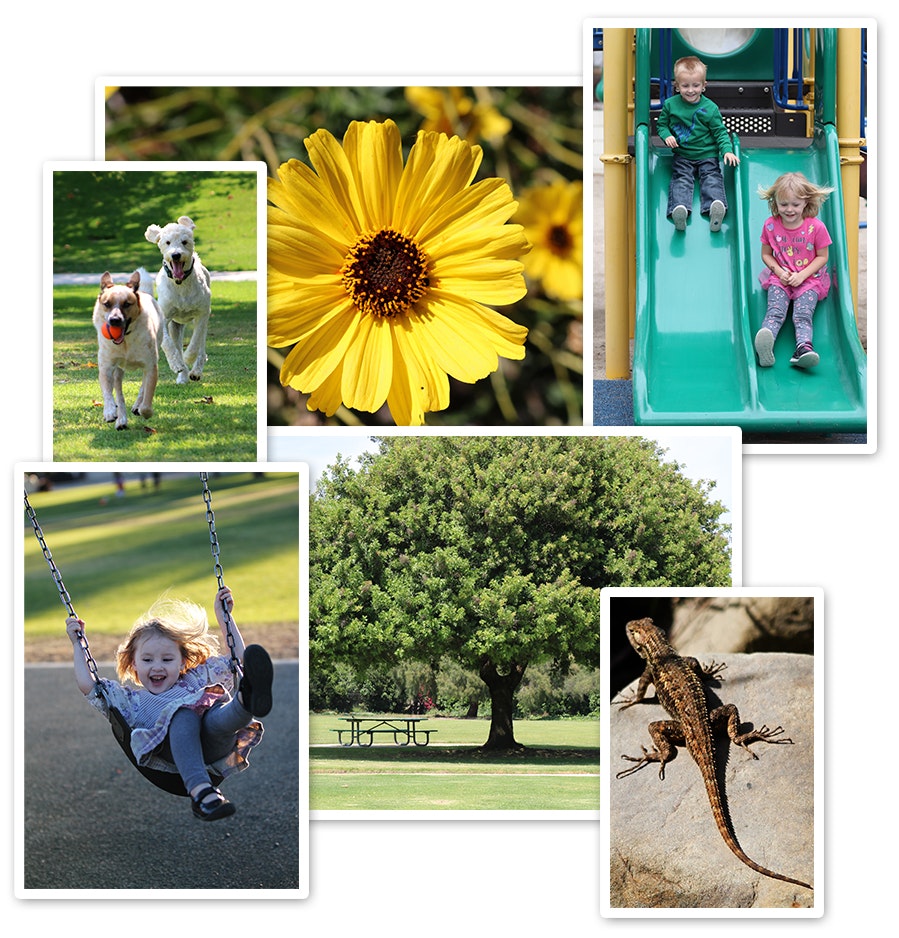 Photo collage