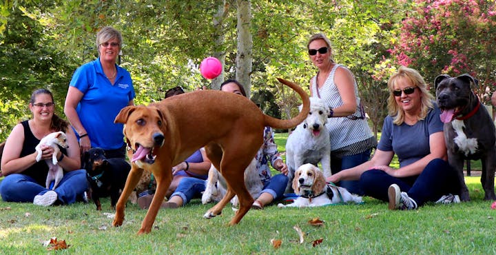 people playing with dogs
