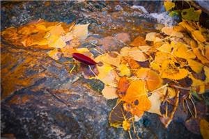 Autumn leaves on wet, rocky ground.