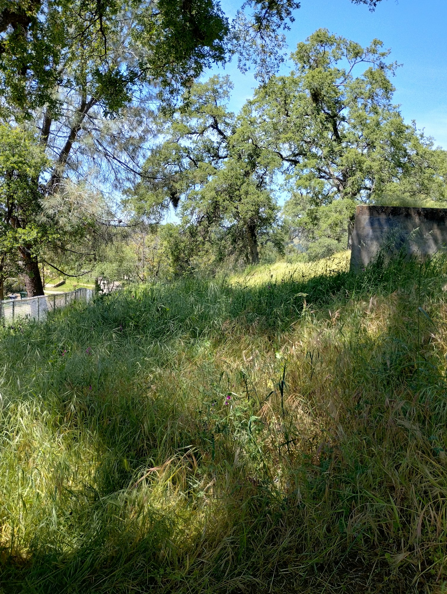 Tall grasses and trees with a clear blue sky above.
